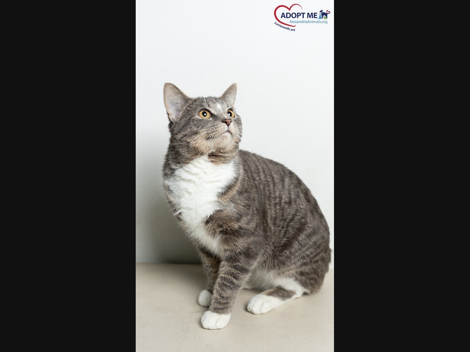 Alexandria Pet Of The Week A 39 Chatty Catty 39 Del Ray VA Patch