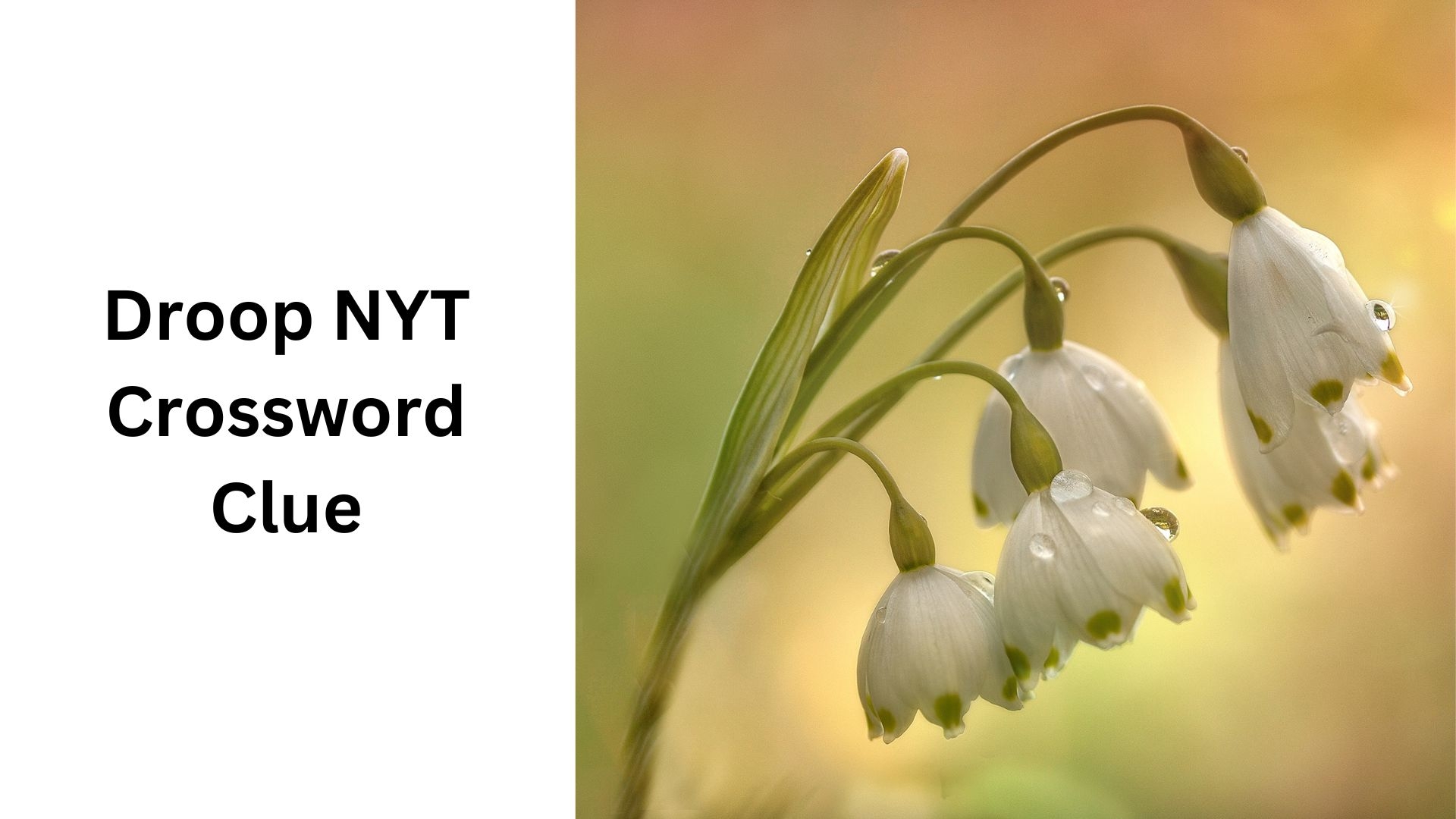 Droop NYT Crossword Clue