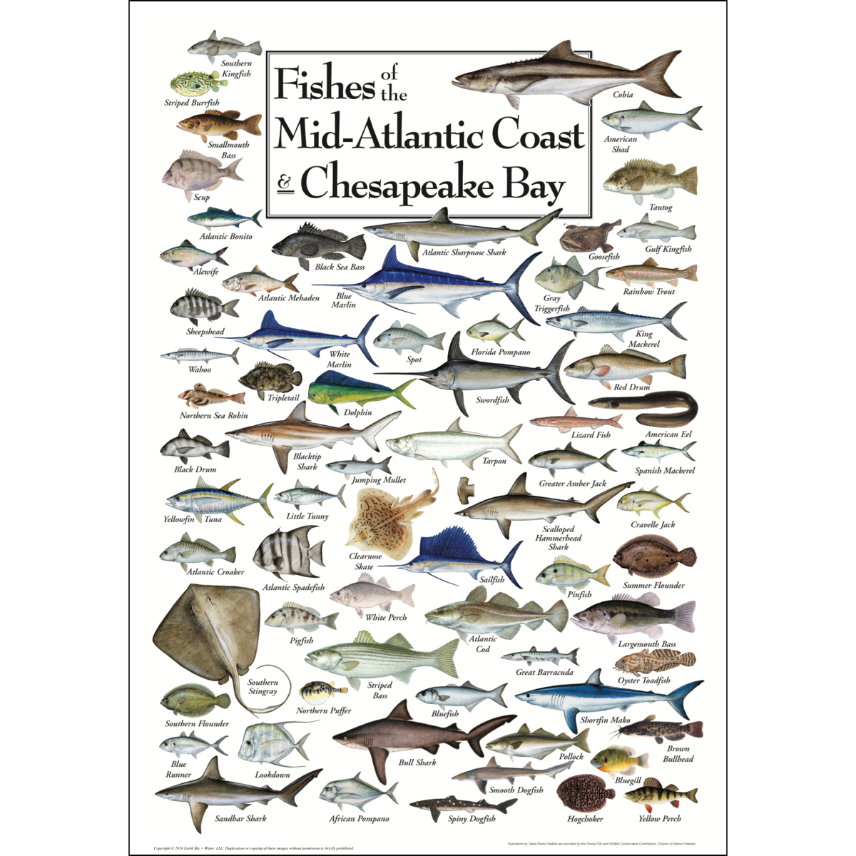 Famous Marine Fish Of The Western Atlantic Crossword 2022