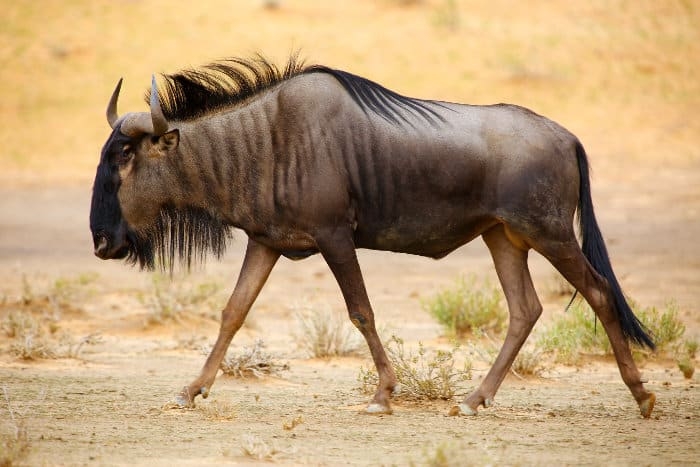 African Antelope Crossword Clues Breakdown By Letters Other Facts
