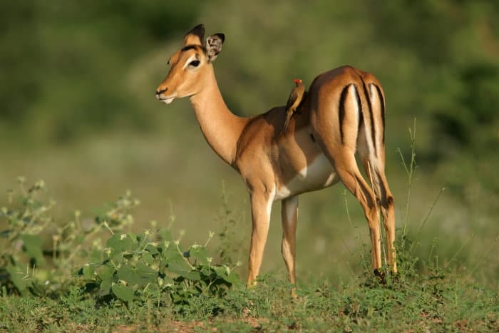 African Antelope Crossword Clues Breakdown By Letters Other Facts