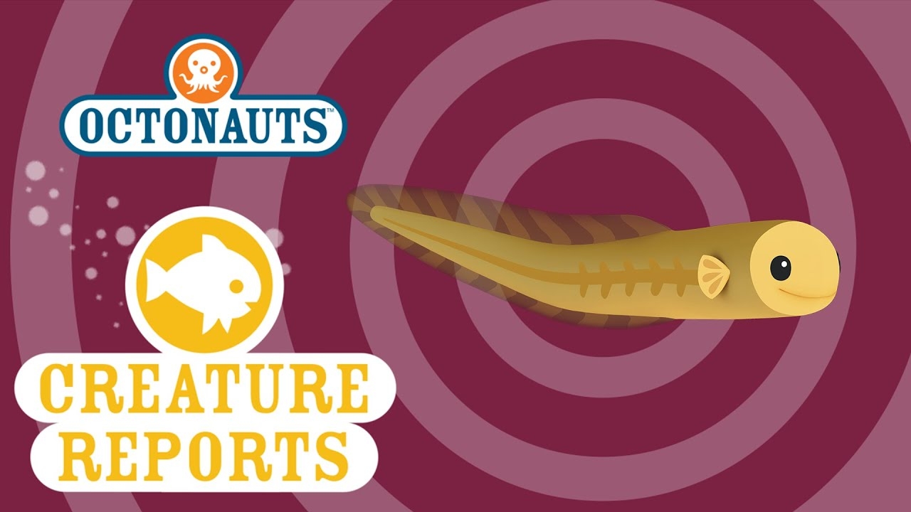 Baby Eels NYT Crossword Unveiling The Culinary Ecological And 