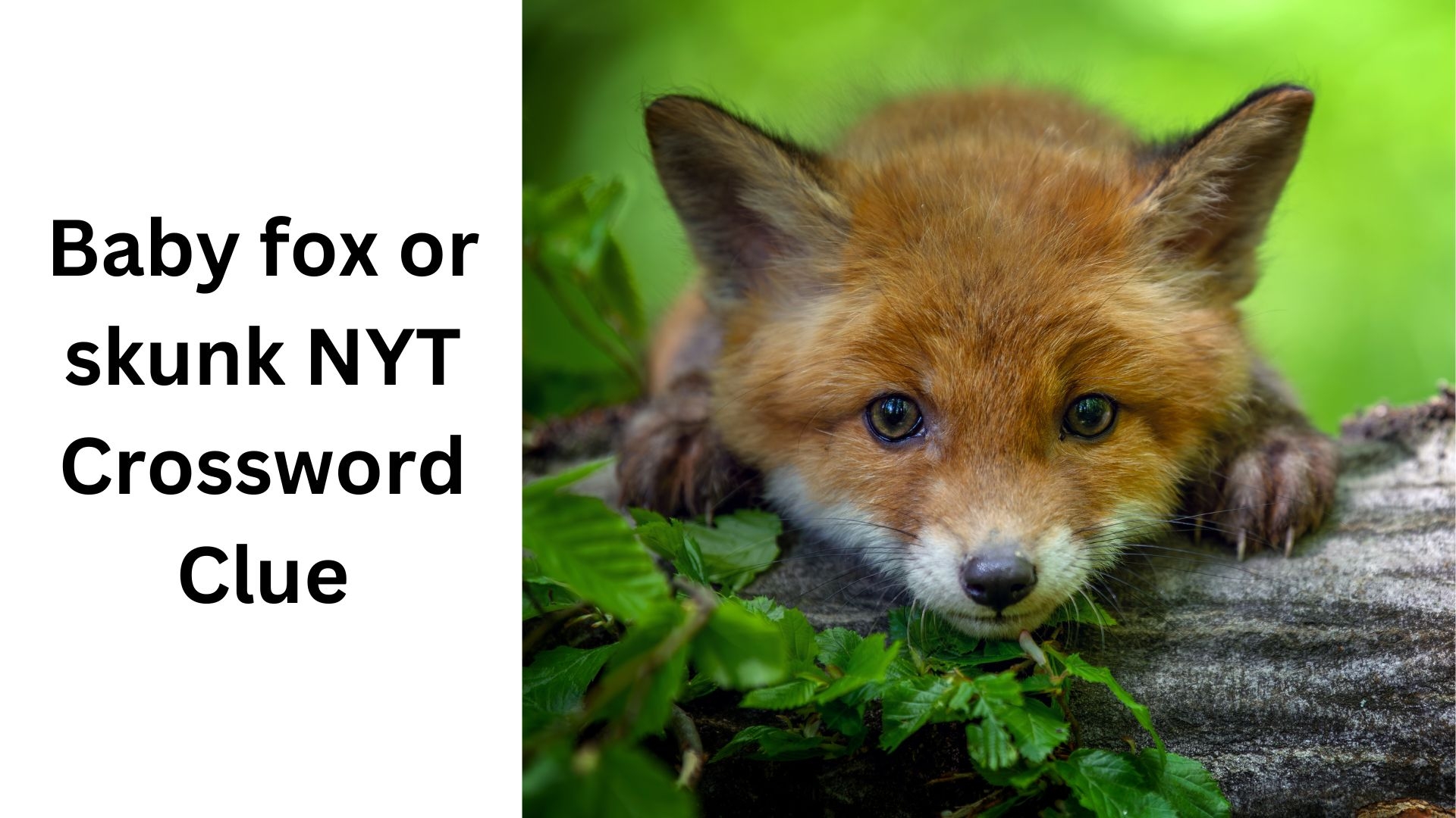 Baby Fox Or Skunk NYT Crossword Clue