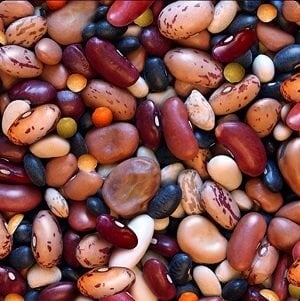 Beans Get Answers For One Clue Crossword Now