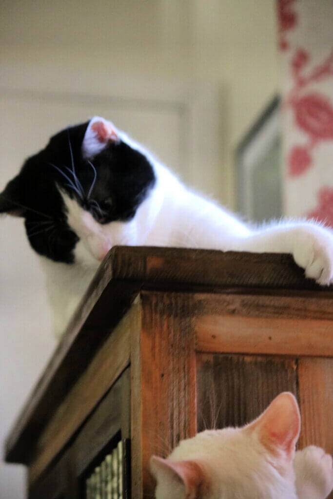 Cat Spats COZY LITTLE HOUSE