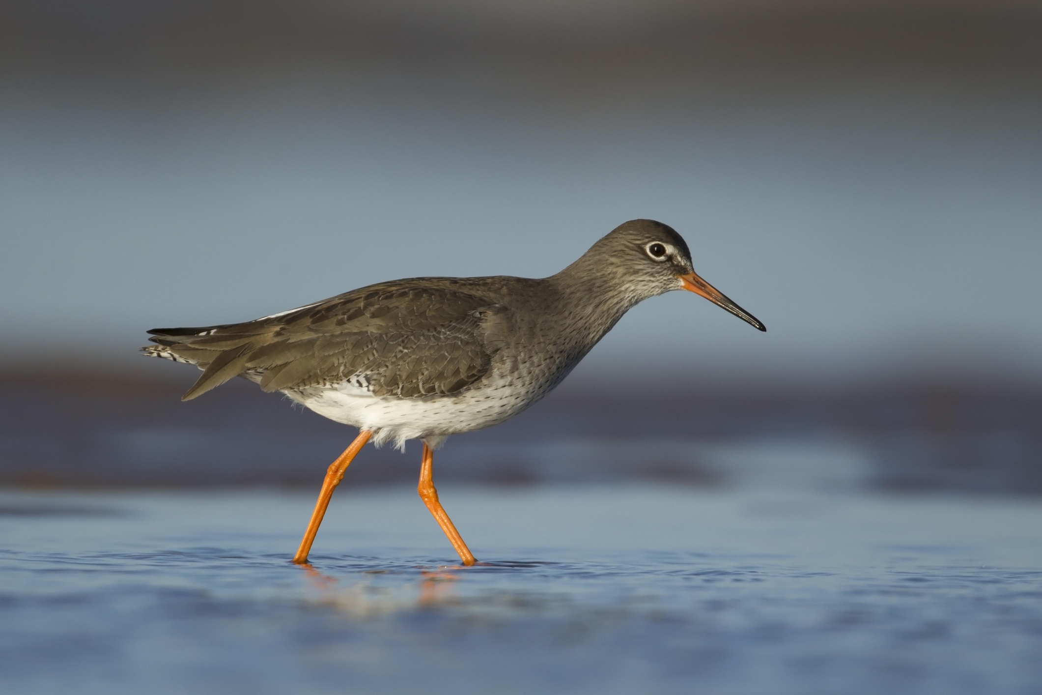 Common Garden Bird Crossword Clue Fasci Garden