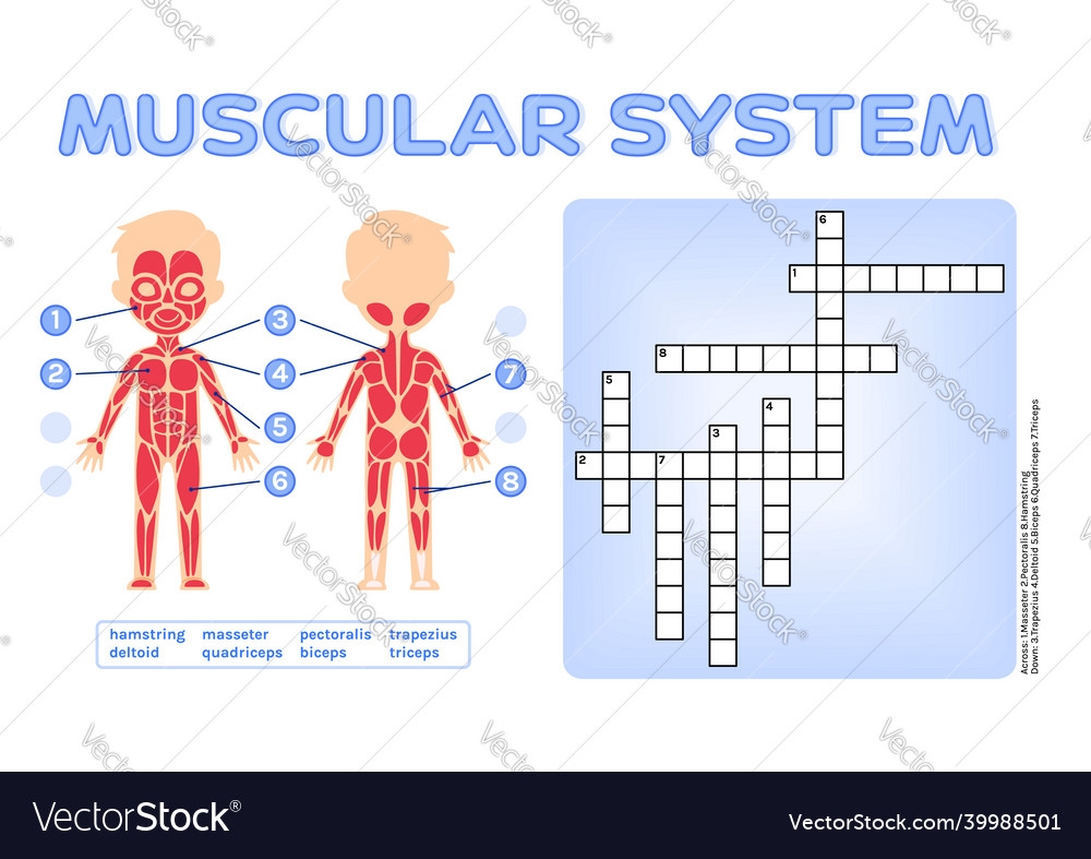 Crossword Puzzle For Children Human Muscular Vector Image