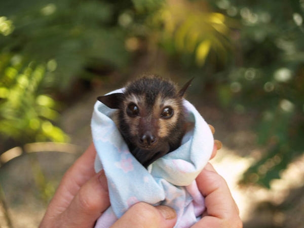 Everydayscott Cute Swaddled Baby Bat