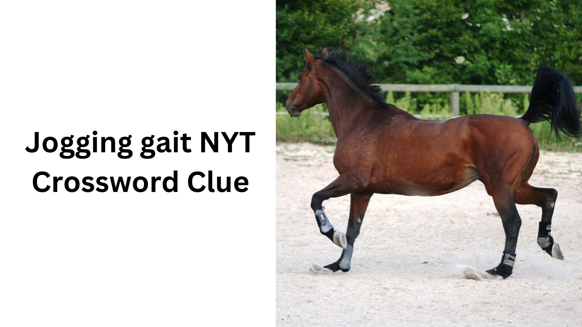 Jogging Gait NYT Crossword Clue
