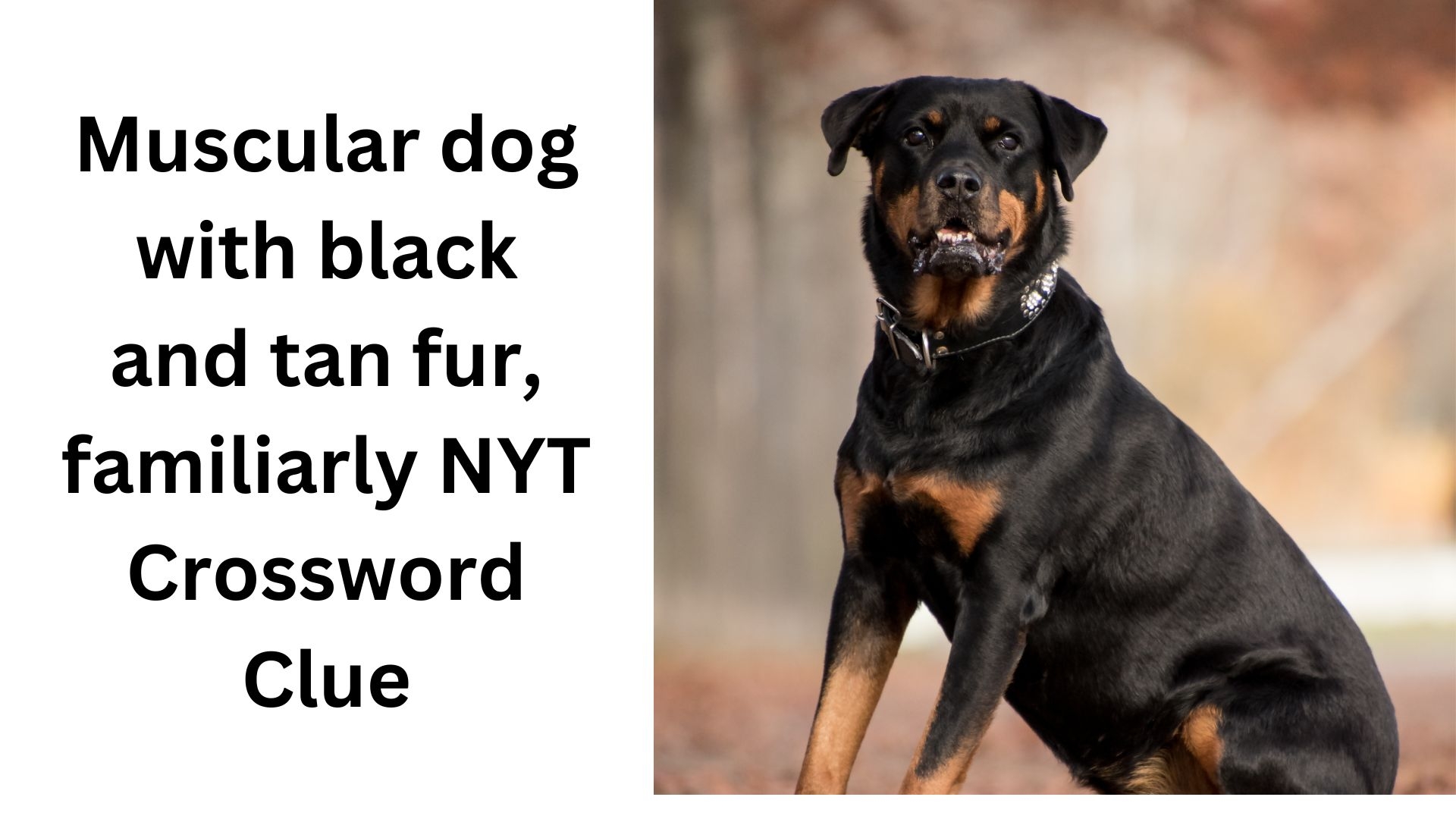 Muscular Dog With Black And Tan Fur Familiarly NYT Crossword Clue