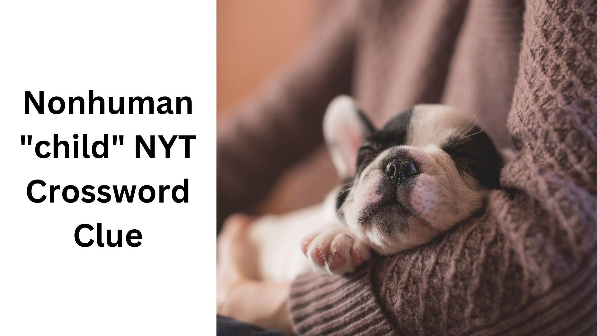 Nonhuman quot child quot NYT Crossword Clue