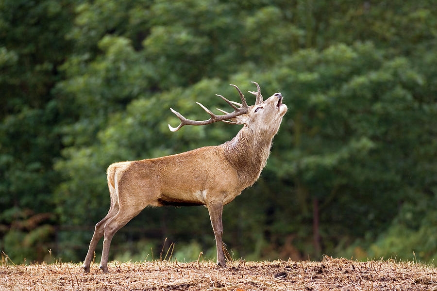 Red Deer Stags Crossword Clue Discount Emergencydentistry