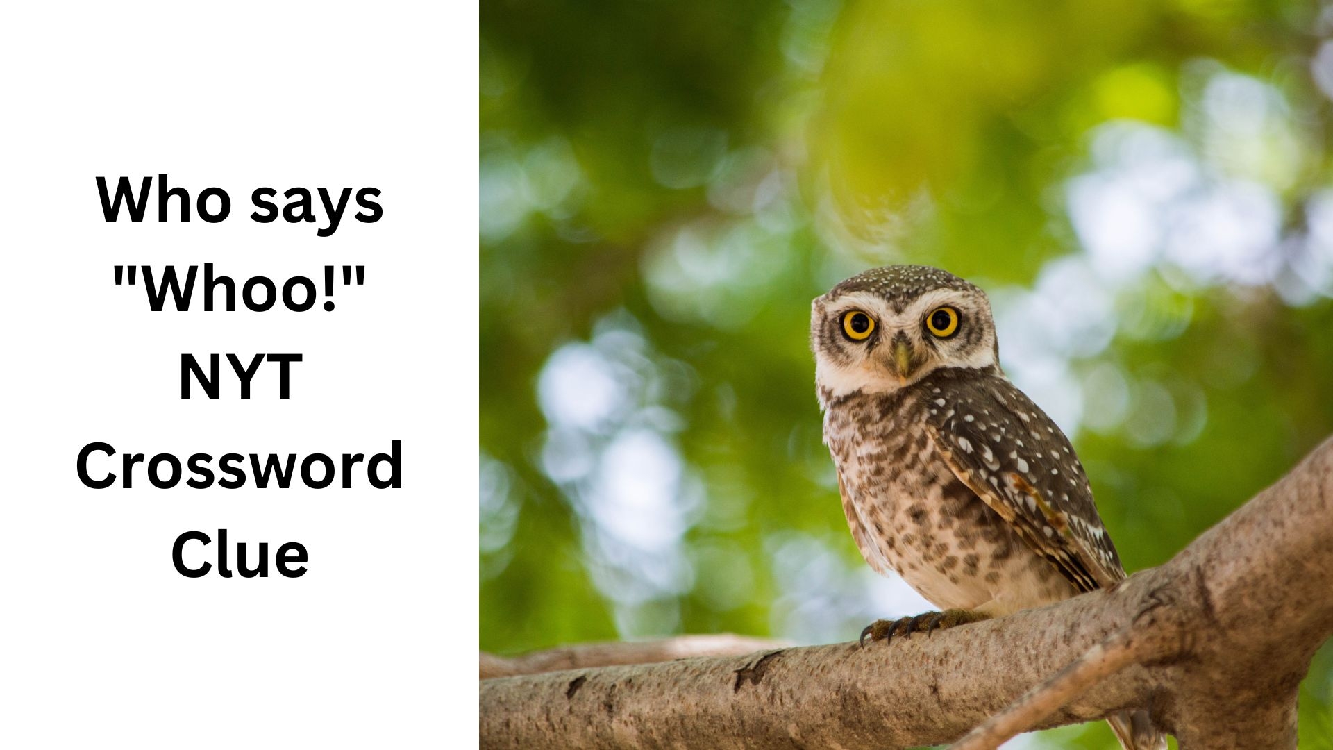 Who Says quot Whoo quot NYT Crossword Clue